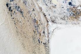 Best Emergency Mold Remediation in Dennis Port, MA